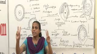 Cycas BSc MSc Lecture by Dr Anupama Goyal I Guru Kpo [upl. by Keary500]