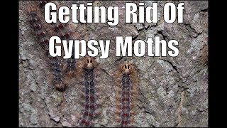 How to Prevent Gypsy Moth Damage [upl. by Alleinad]