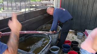 RAW Margate Coconut Creek Fire Department Supplies Water To Horses Post Hurricane Irma [upl. by Convery974]