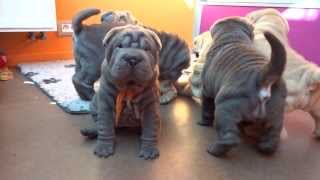 sharpei puppies playing 6 weeks part 2 [upl. by Atikram]