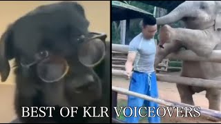 Best Animal Voiceovers 2023 [upl. by Ushijima]