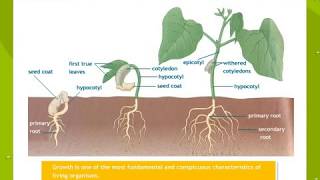 Plant Growth And Development [upl. by Wayland]