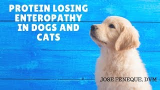 Protein Losing Enteropathy In Dogs And Cats [upl. by Anitsenre]