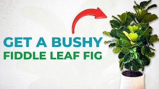 The EASIEST Way To Create NEW BRANCHES on a Fiddle Leaf Fig [upl. by Atiral]