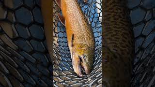 Tiger Trout Fall 2024  Part 1 trout wildtroutfishing fishing tigertrout [upl. by Diva667]