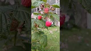 🌿RED RASPBERRIES🌿rubus idaeus [upl. by Brenn]