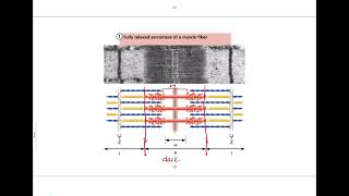 93  Introduction to the Sliding Filament Model of Contraction [upl. by Orazio]