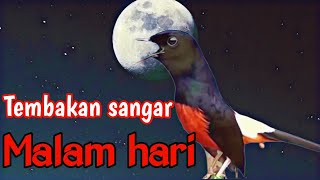 PANCINGAN MURAI BATU GACOR FULL ISIAN MALAM HARI SEKALI DENGAR MURAI BATU JADI EMOSI NEMBAK KASAR [upl. by Lamag541]