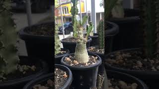 Pachypodium Saundersii with lavarock and pumice as grow media pachypodium caudex [upl. by Ahsitan488]