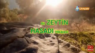 Bir ZEYTİN HASADI Hikâyesi  Küçükkuyu  Çanakkale  Türkiye [upl. by Yleoj]