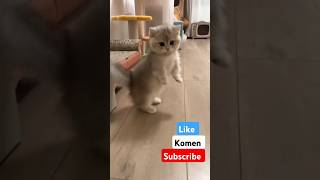 Kucing shortvideo cat catlover lucu kucing kucingkocak [upl. by Lepine]