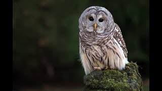 Barred Owl Call [upl. by Faber]