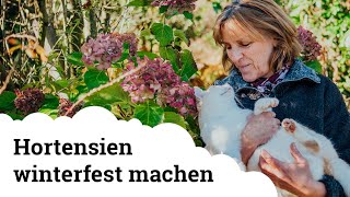 Hortensien  Wie kommen sie gut über den Winter auch im Topf um wieder herrlich zu blühen 🌸 [upl. by Lavro]