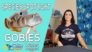 How to Take Care of Gobies Species Spotlight with Hilary [upl. by Anderegg]