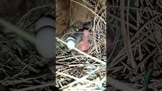 Recently Shifted a Baby Bird Here🤩👶🏻 rarebird birds littleegret lovebirds birdlove [upl. by Nador639]