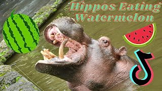 Hippo Eating Watermelon TikTok Compilation 2021  Animal Corner [upl. by Infeld]