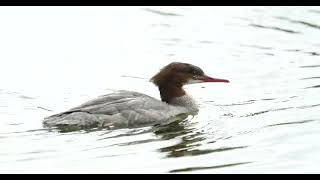 Der Gänsesäger the common merganser Mergus merganser [upl. by Jozef]