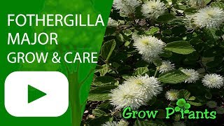 Fothergilla major  grow amp care Mountain witch alder [upl. by Balbur]