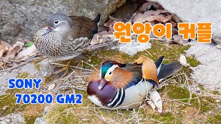 원앙이의 암수 구분SONY A7M4  70200GM2 [upl. by Mulac]