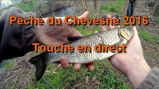 Pêche du Chevesne 2016  Touche en direct [upl. by Verras]