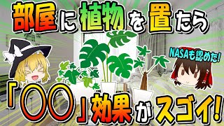 NASAも認めた！置くだけで部屋がととのう観葉植物TOP5 [upl. by Soinotna96]