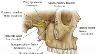 Pterygopalatine Fossa Anatomy Contents boundaries and relations [upl. by Enneite]