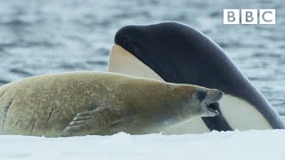 Killer whales are so clever 🤯  Frozen Planet II  BBC [upl. by Germana]