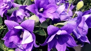 Best Perennials for Sun  Platycodon Astra Double Blue Balloon Flower [upl. by Lydnek]