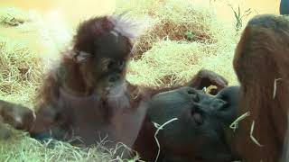 Orang Utans Matra amp Quentin part 4 [upl. by Leihcim]