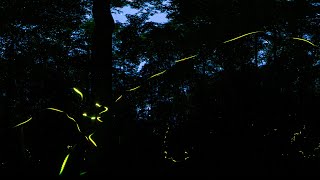 Great Smoky Mountains Synchronous Fireflies in VR [upl. by Drida813]