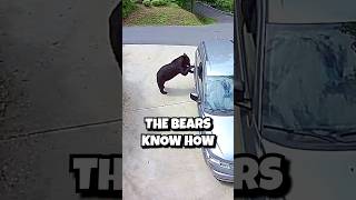 Colorado BEARS Break Into CARS  joerogan jre podcast [upl. by Pauletta919]