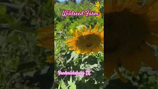 Wildseed farm in Fredericksburg Texas [upl. by Eislrahc]