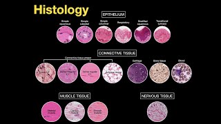 Introduction to Histology [upl. by Ahsaelat682]