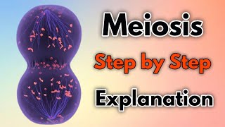 Meiosis  Step by Step Explanation [upl. by Sina]