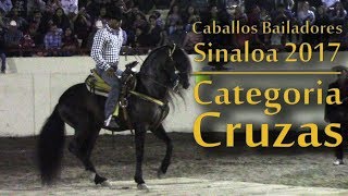 Caballos Bailadores Sinaloa  Categoría Cruzas [upl. by Ezitram551]