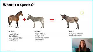 Introduction to Macroevolution amp Speciation [upl. by Pesvoh]