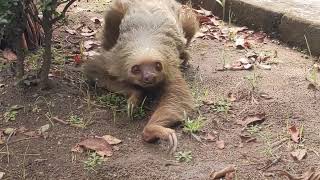 Sloth Crawling to Next Tree [upl. by Airda]