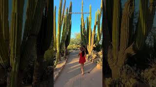 Mustsee Experiences in Scottsdale Arizona 😍🌵❤️ [upl. by Etram255]