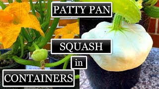 Growing Patty Pan Scallop Squash in Small Containers Seed to Harvest [upl. by Eylloh]