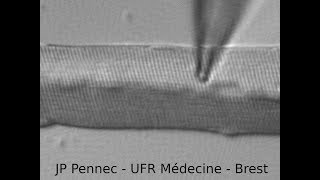 Macropatch clamp sur cellule musculaire JP Pennec Hervé Kempf Lycée de lElorn [upl. by Nicodemus]