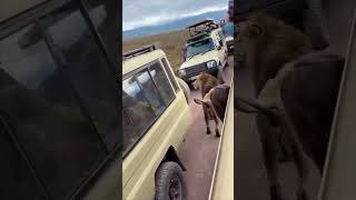 Unbelievable Lion Walks Among Vehicles Tourists in Shock [upl. by Downs]