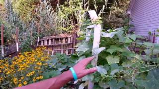 Controlling WoodChucks and GroundHogs in Your Garden [upl. by Anemaj]