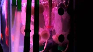 Dual Moving bed filter biological with K1 Media  HD video [upl. by Binny41]