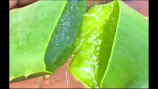 Beneficios de la sábila o aloe vera para el cabello [upl. by Fauver]