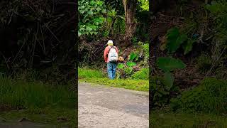 ASMR Grass Cutting Sound 🇵🇭 grasscutter grasscutting asmrsounds asmr asmrvideo youtubeshorts [upl. by Eilrak67]