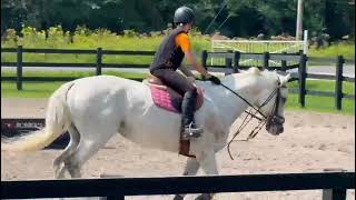 Princeps Senatus Gelding 13YO TB [upl. by Atirys]