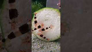 🥒feeding antidote of bacteria to these shrimp🔥🔥🔥 shrimp youtubeshorts shortvideos [upl. by Isidore763]