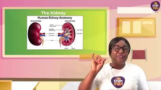 Homeostasis Part 1  ExamPadi  Biology  SS3 [upl. by Analat]