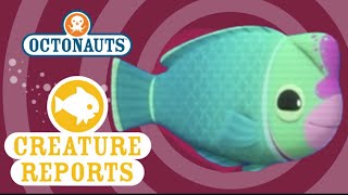 Octonauts Creature Reports  Humphead Parrotfish [upl. by Acirtap]