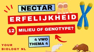 4 vwo  Erfelijkheid  12  Milieu of genotype [upl. by Elocim]